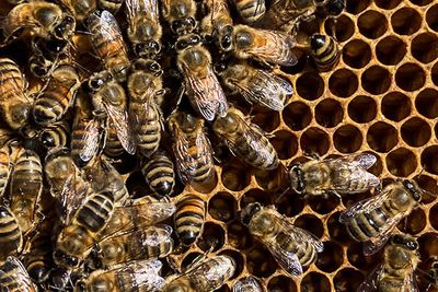 Bienen die über eine Bienenwabe krabbeln
